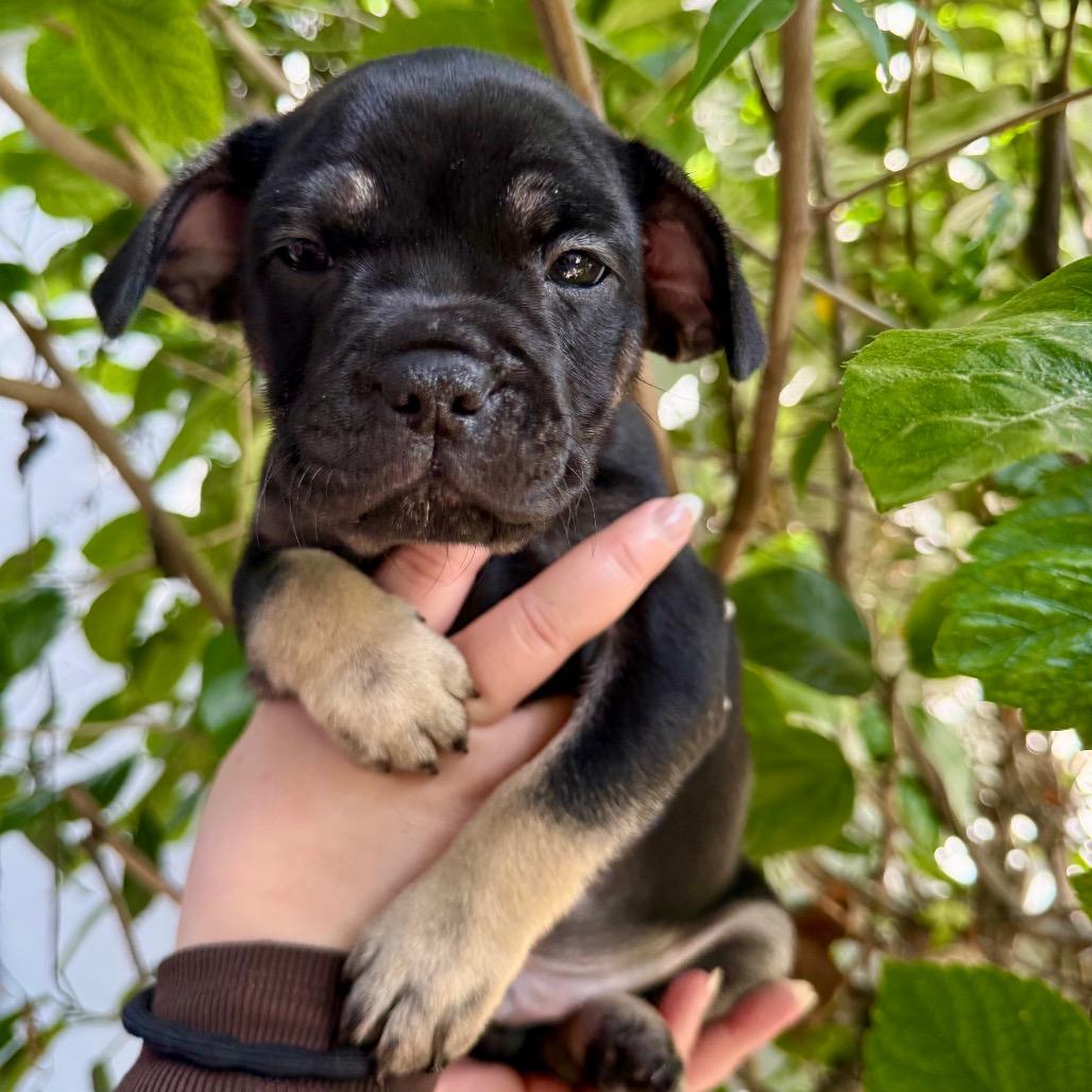 Enlarge Eeyore, a Adoptable Chihuahua in North Hollywood, CA image 4/6