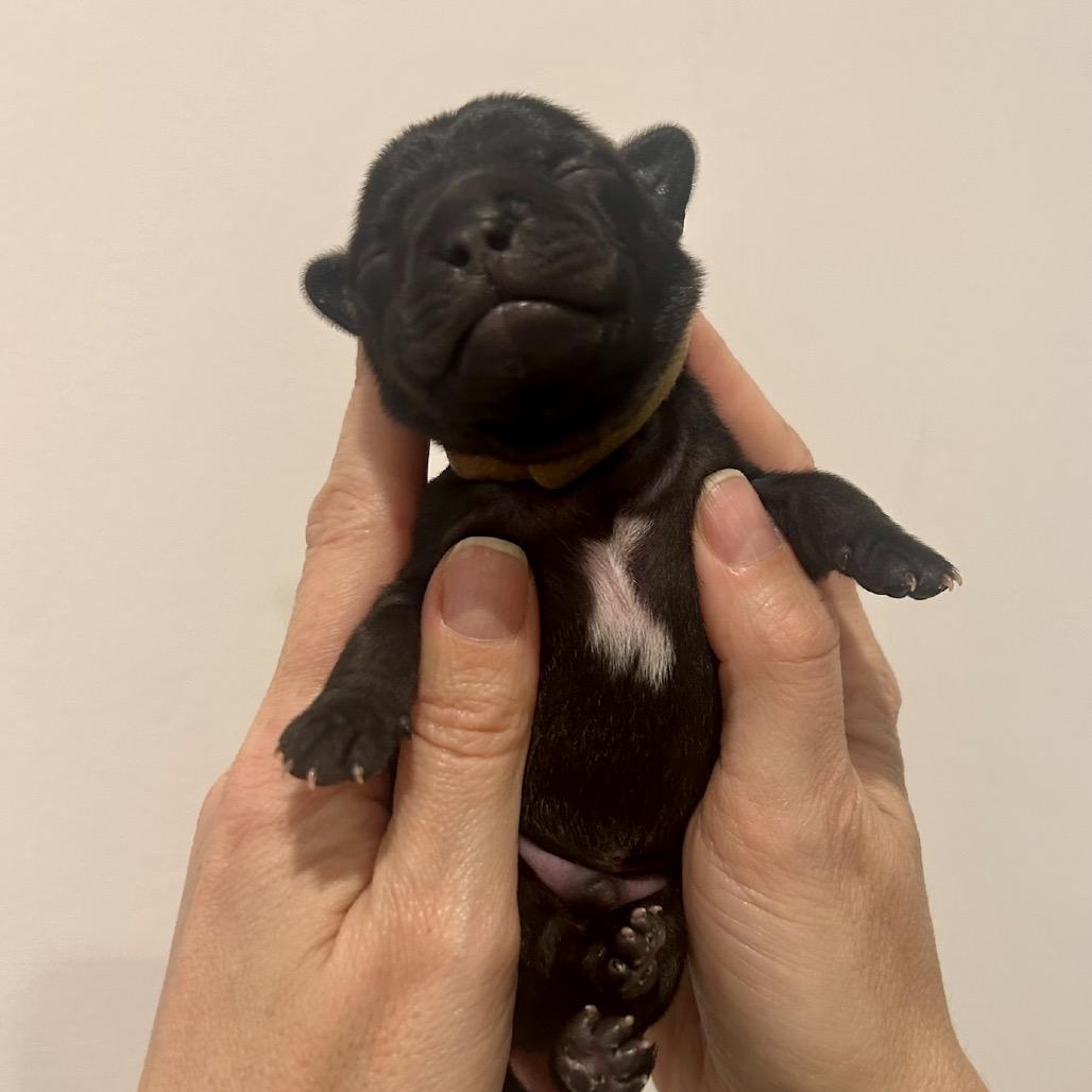 Enlarge Eeyore, a Adoptable Chihuahua in North Hollywood, CA image 6/6