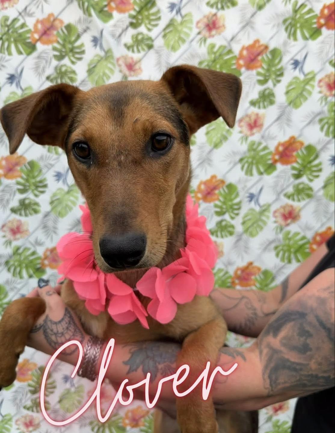 Enlarge Clover, a Adoptable mixed breed in Caro, MI image 1/1