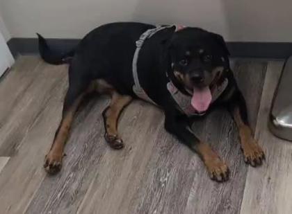 Enlarge Raven, an adoption pending Rottweiler in Reisterstown, MD image 1/1