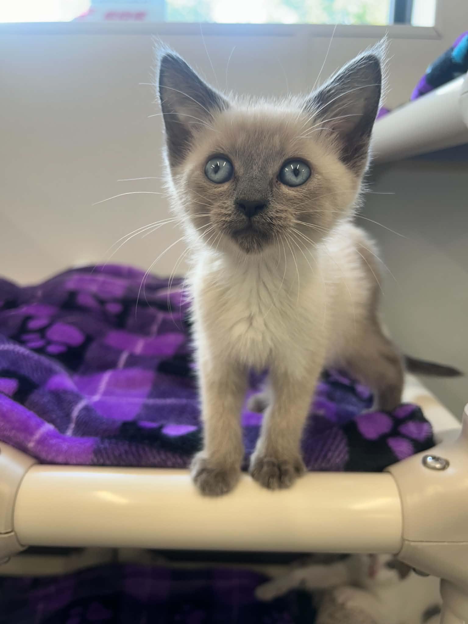 Enlarge Chiclet, an adopted mixed breed in Kalamazoo, MI image 2/2