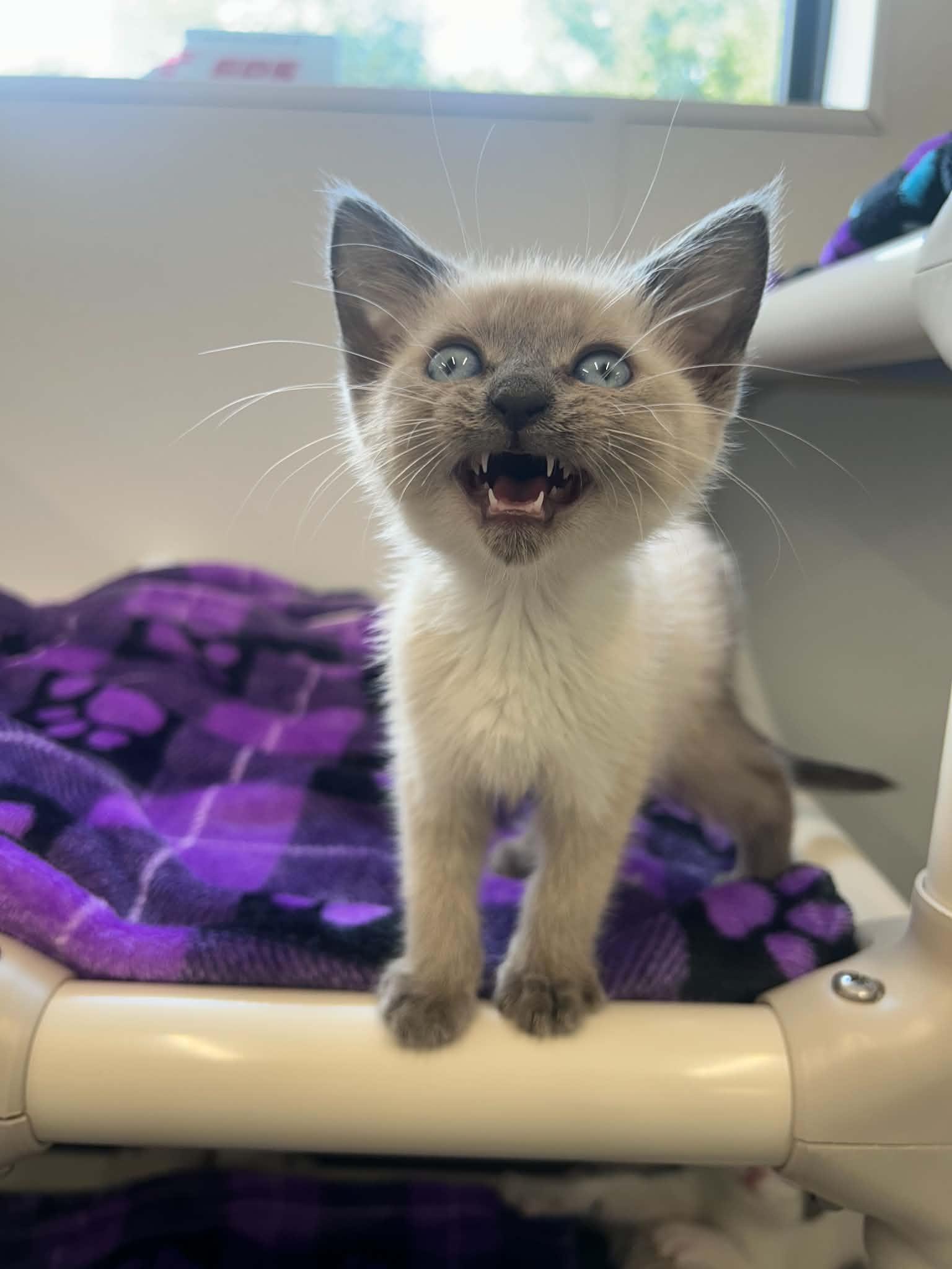 Chiclet, adopted, Kitten Female Siamese.