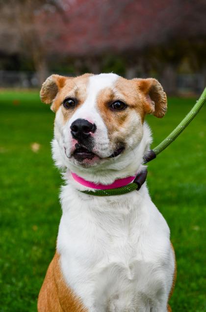 Enlarge Mandy, a Adoptable mixed breed in Yakima, WA image 1/3