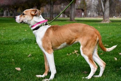 Mandy, a Adoptable mixed breed in Yakima, WA image 1/3