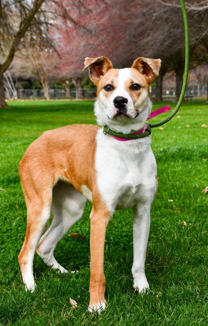 Mandy, a Adoptable mixed breed in Yakima, WA image 3/3