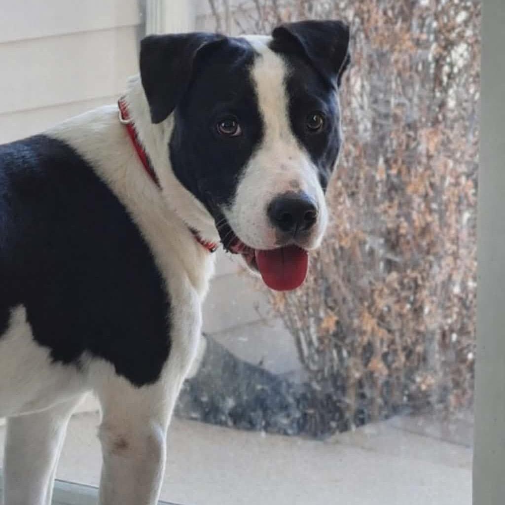 Otto, Adoptable, Young Male Bull Terrier.