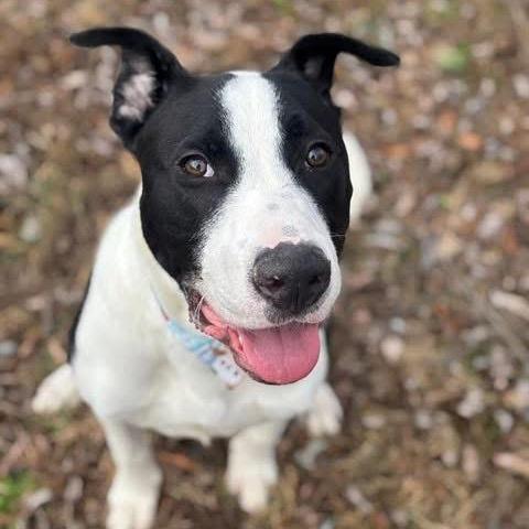 Enlarge Otto, a Adoptable mixed breed in O'Fallon, MO image 2/6
