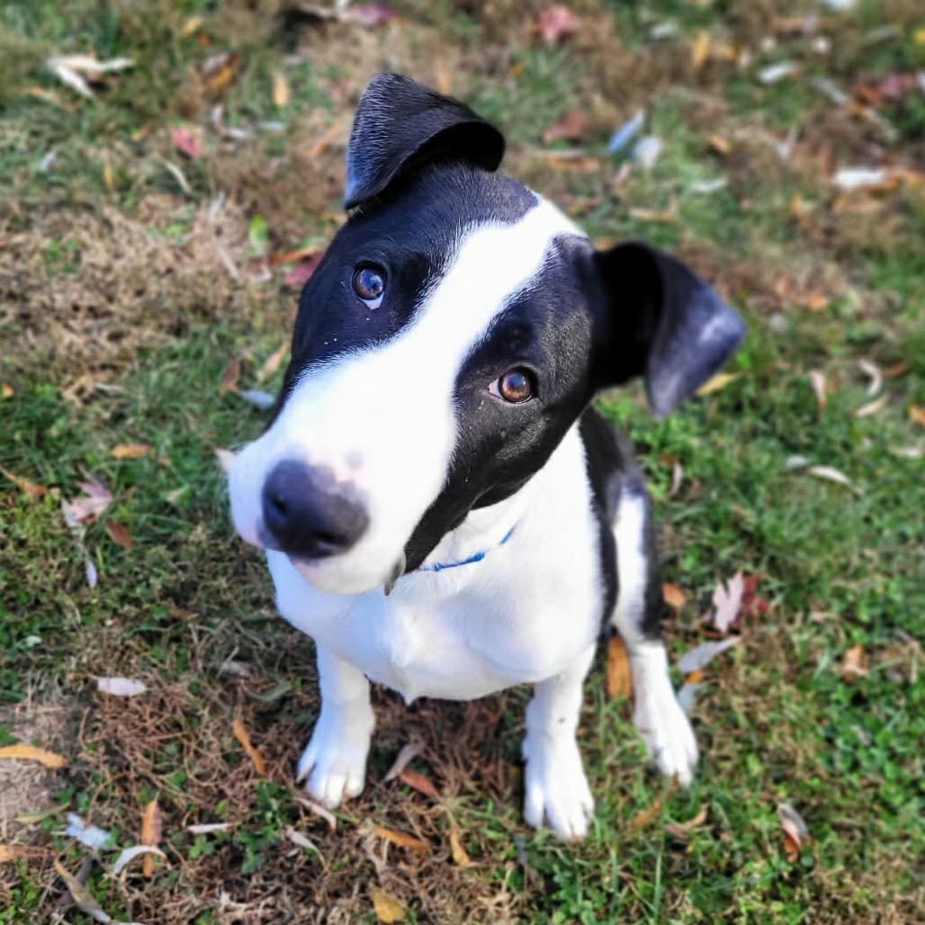 Enlarge Otto, a Adoptable mixed breed in O'Fallon, MO image 3/6