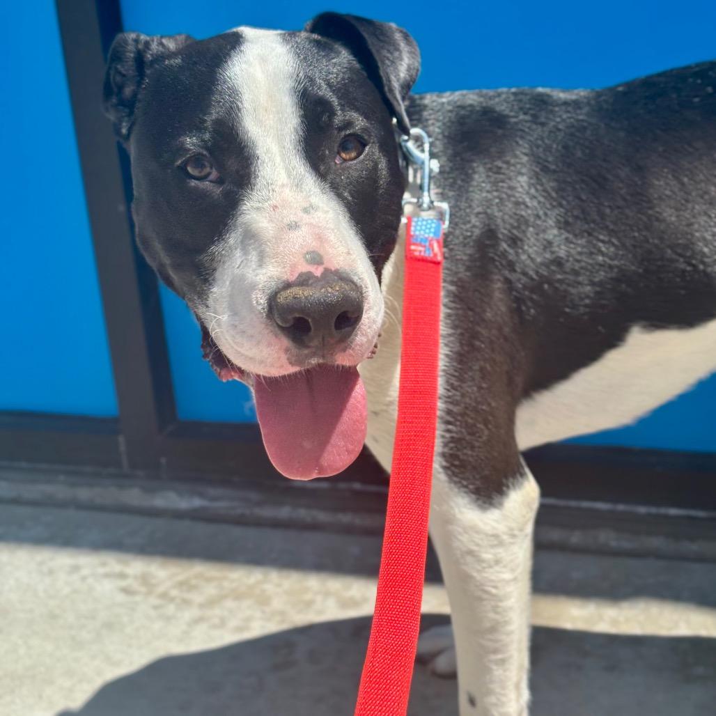 Enlarge Otto, a Adoptable mixed breed in O'Fallon, MO image 4/6