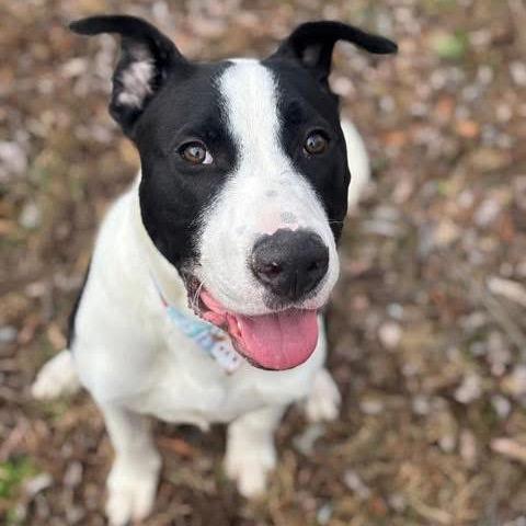 Enlarge Otto, a Adoptable mixed breed in O'Fallon, MO image 4/6