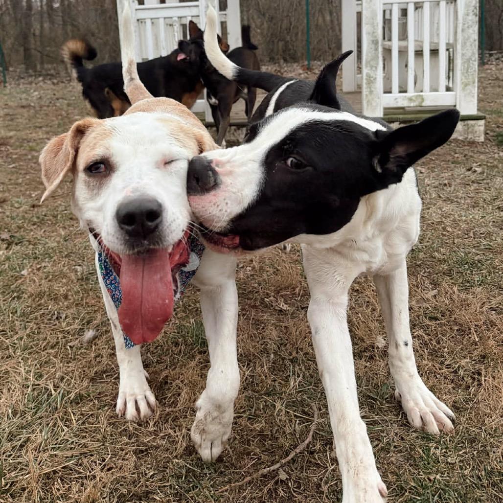 Enlarge Otto, a Adoptable mixed breed in O'Fallon, MO image 5/6