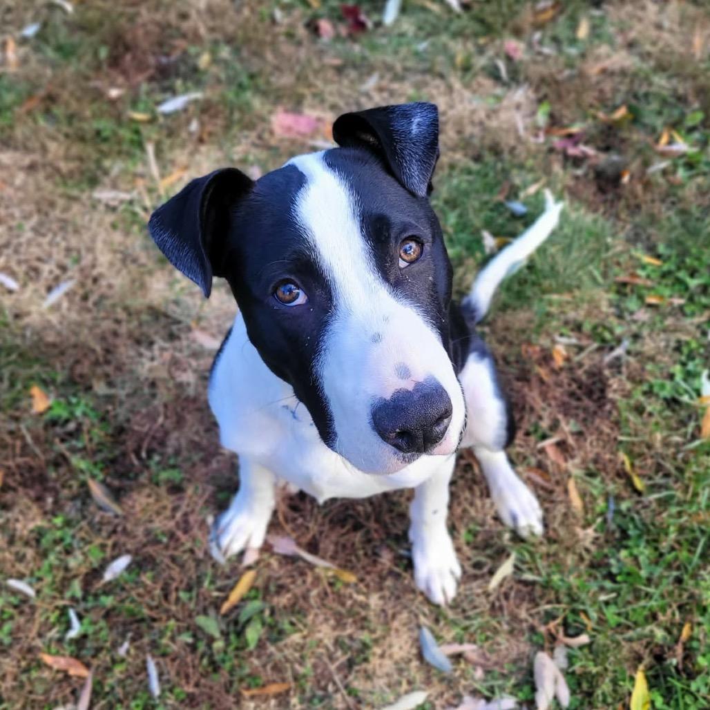 Enlarge Otto, a Adoptable mixed breed in O'Fallon, MO image 6/6