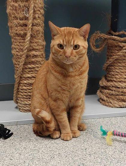 Fresca, Adoptable, Young Female Domestic Medium Hair & Domestic Short Hair.