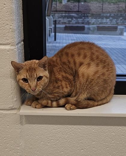 Fresca, Adoptable, Young Female Domestic Medium Hair & Domestic Short Hair.