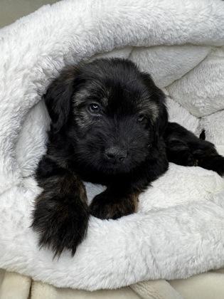 Enlarge Monroe, a Adoptable mixed breed in Lawrenceville, GA image 1/3