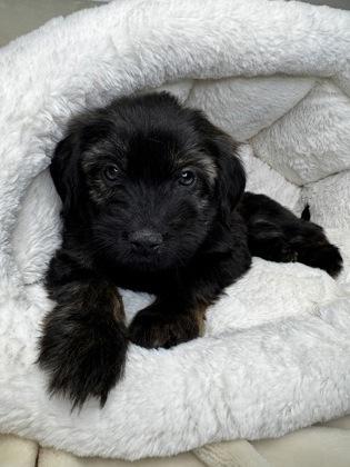 Enlarge Monroe, a Adoptable mixed breed in Lawrenceville, GA image 3/3