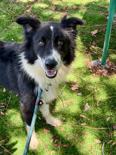 Enlarge BROCK, a Adoptable mixed breed in Fort Walton Beach, FL image 1/1