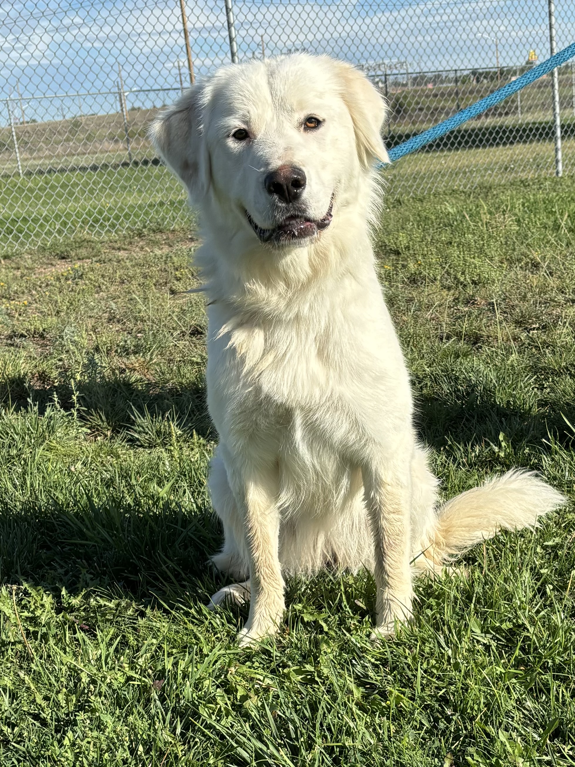 Anna, a Adoptable Great Pyrenees in Torrington, WY image 1/4