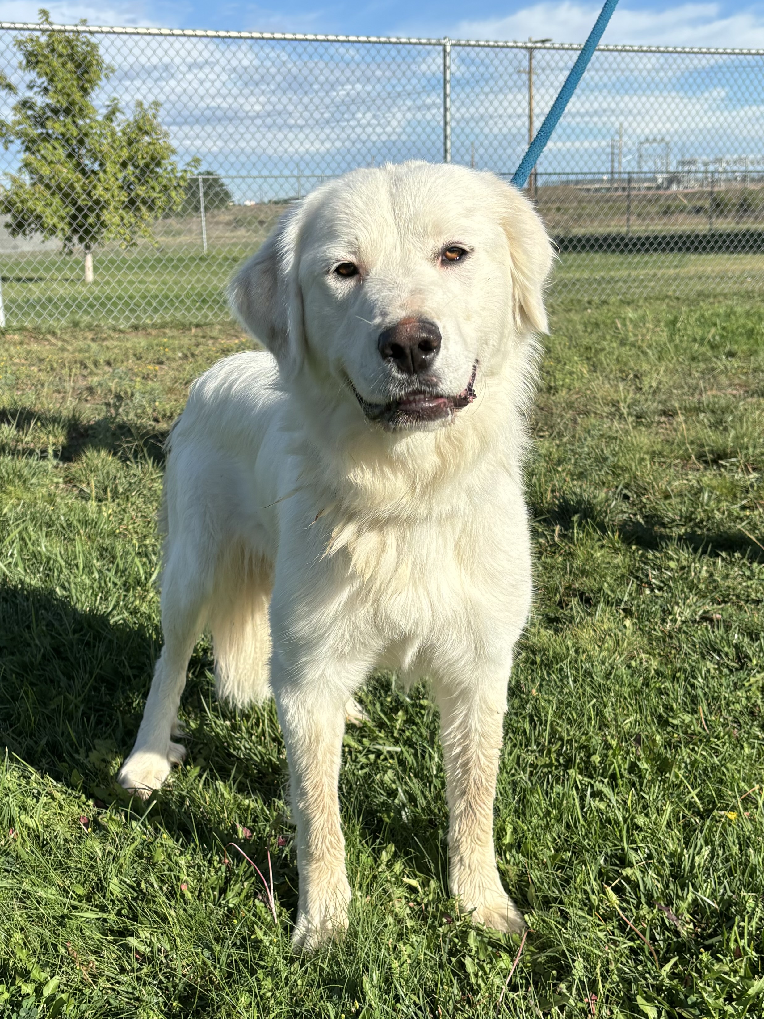Anna, a Adoptable Great Pyrenees in Torrington, WY image 2/4