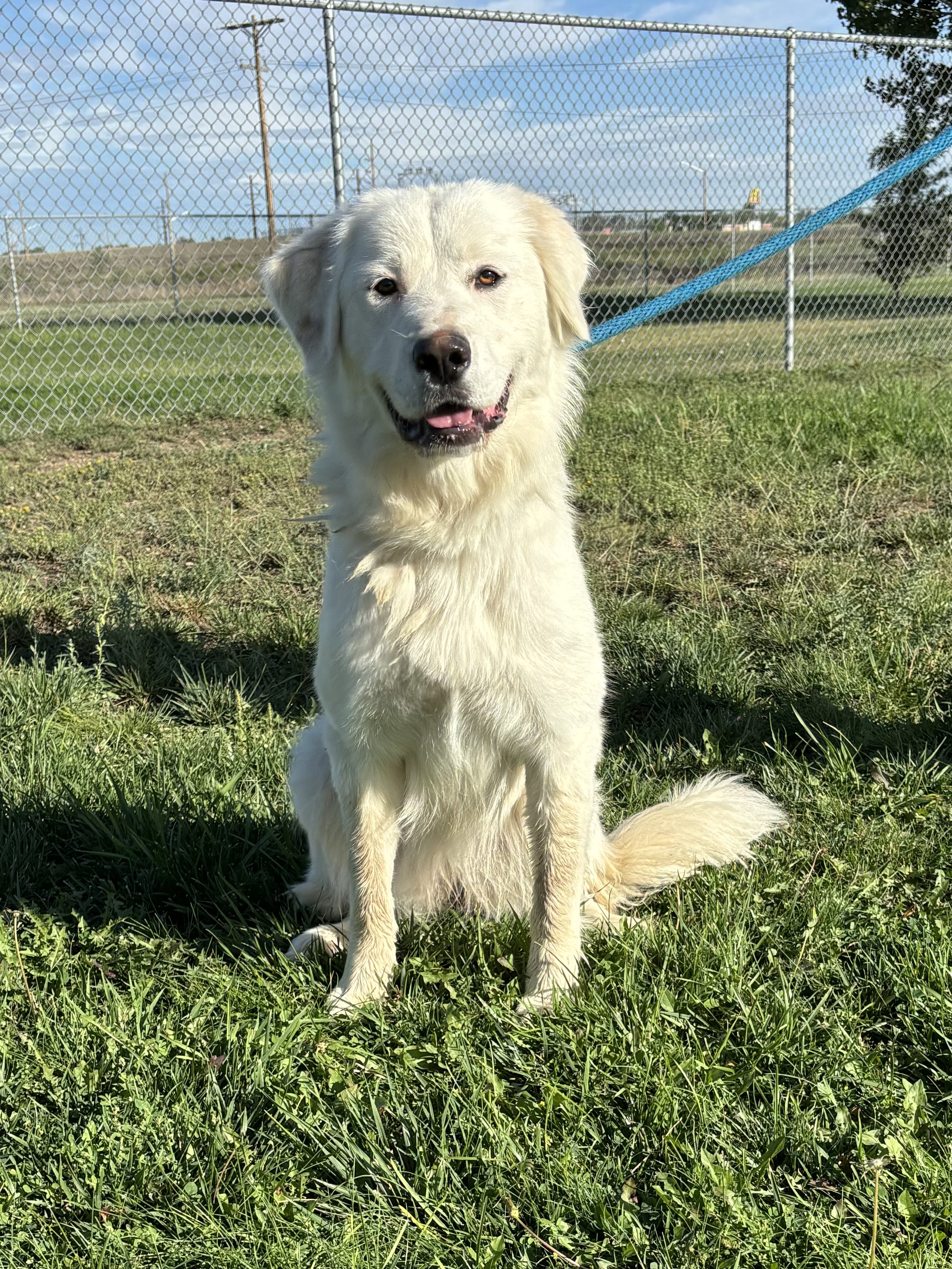 Anna, a Adoptable Great Pyrenees in Torrington, WY image 3/4