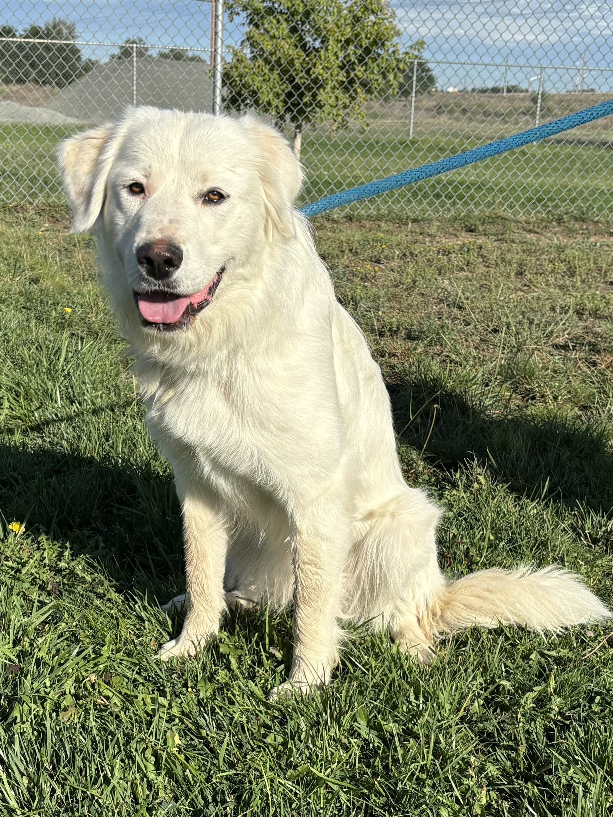 Anna, a Adoptable Great Pyrenees in Torrington, WY image 4/4