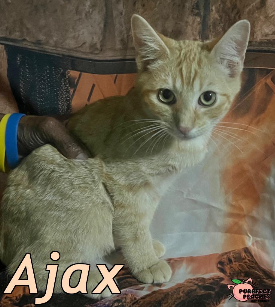 Enlarge Ajax, a Adoptable mixed breed in Douglasville, GA image 1/3
