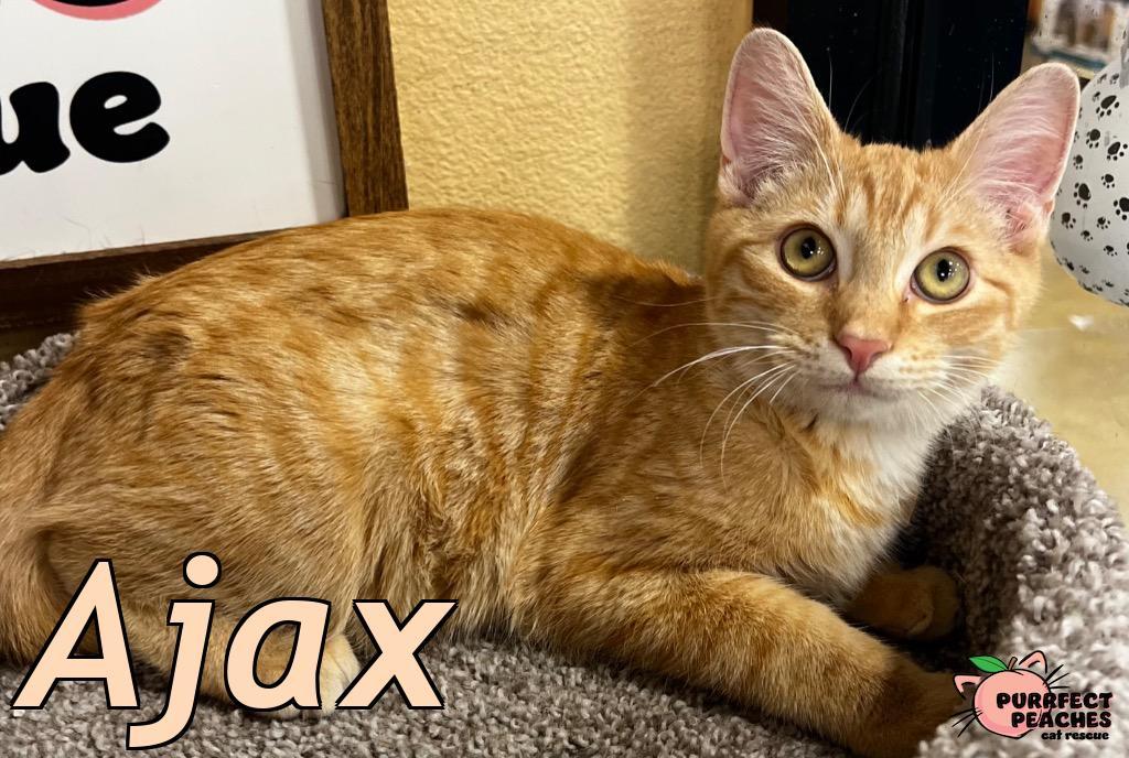 Enlarge Ajax, a Adoptable mixed breed in Douglasville, GA image 2/3