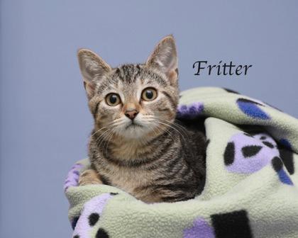 Fritter, Adoptable, Kitten Female Domestic Short Hair & Domestic Short Hair.