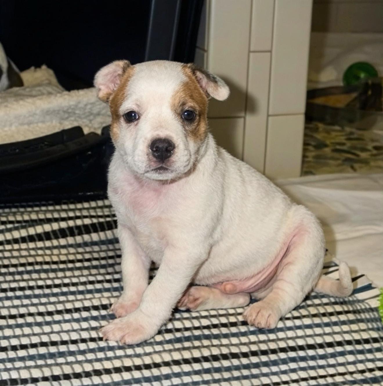 Enlarge Lucky, a Adoptable mixed breed in Marietta, GA image 1/5