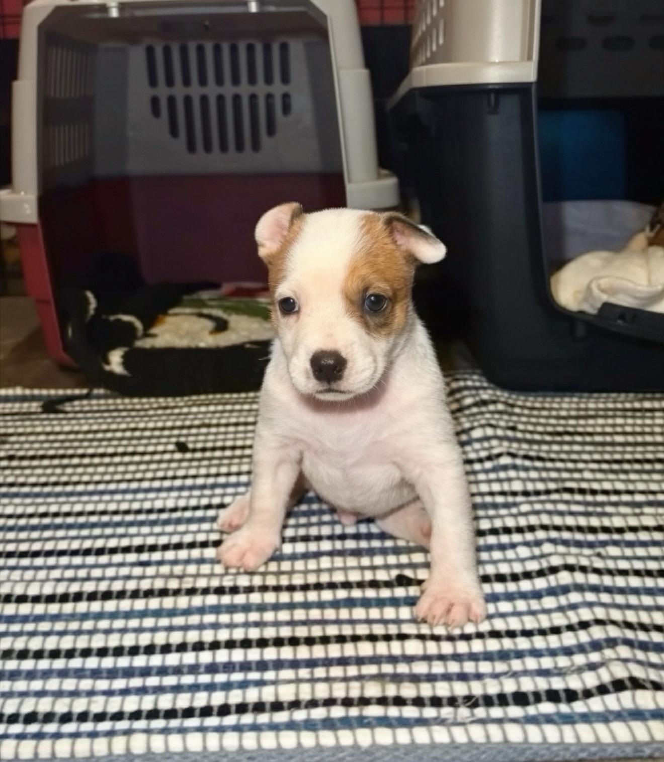 Enlarge Lucky, a Adoptable mixed breed in Marietta, GA image 2/5