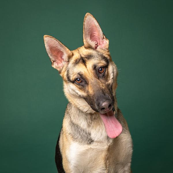 Enlarge Sage, a Adoptable mixed breed in Salem, OR image 1/1