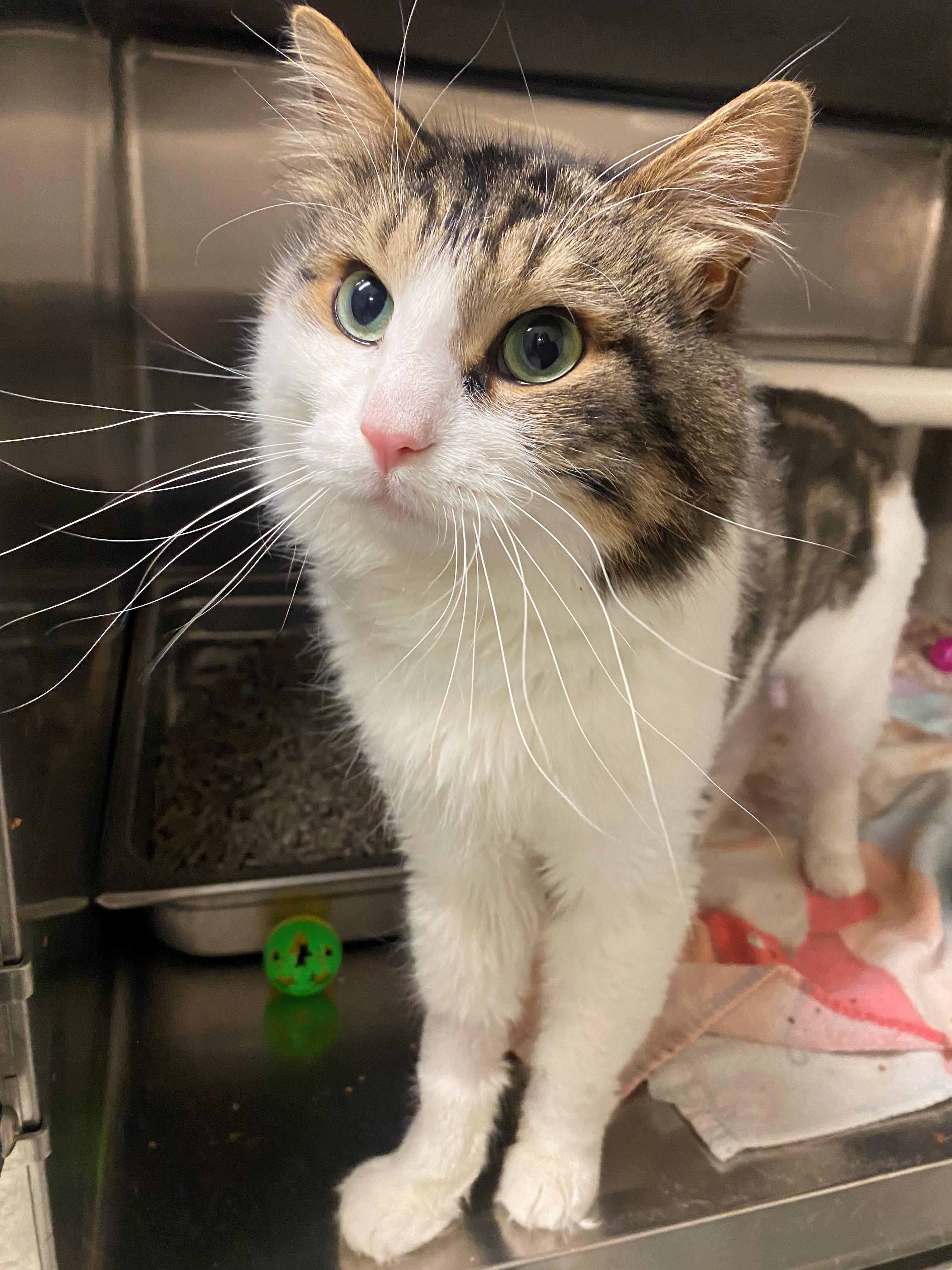 Enlarge Uncle Fester CS-305/25, a Adoptable Domestic Medium Hair in Burlington, ON image 1/2