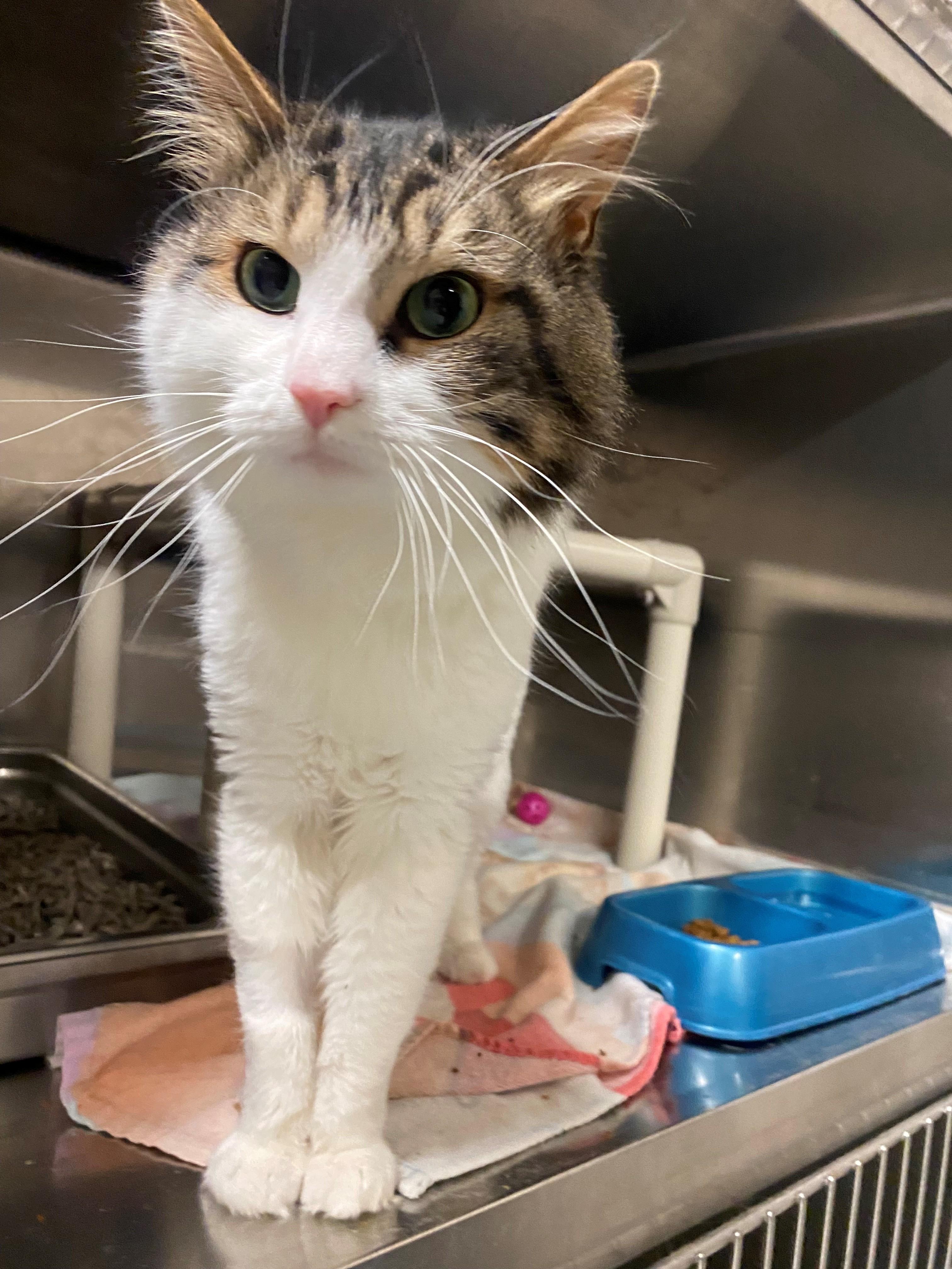 Enlarge Uncle Fester CS-305/25, a Adoptable Domestic Medium Hair in Burlington, ON image 2/2