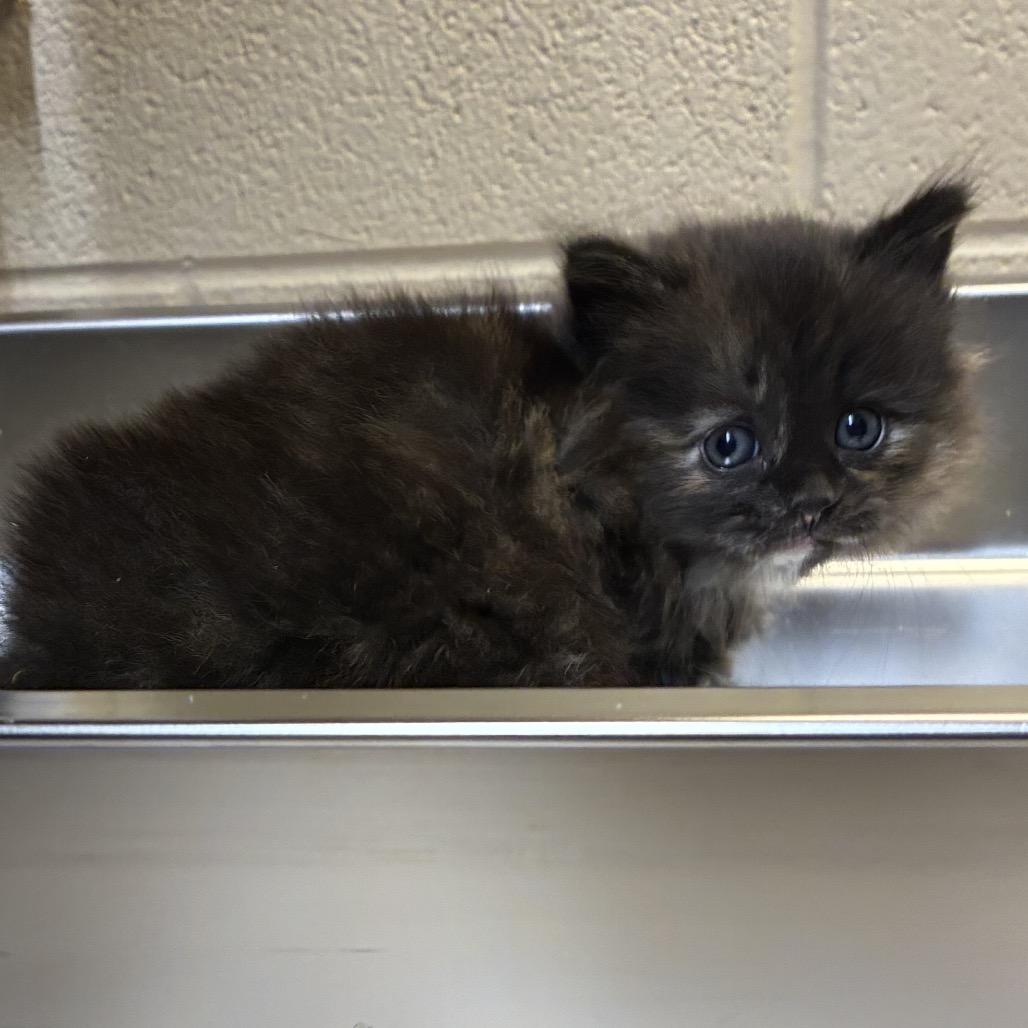 Ruffnut, Adoptable, Kitten Female Domestic Long Hair.