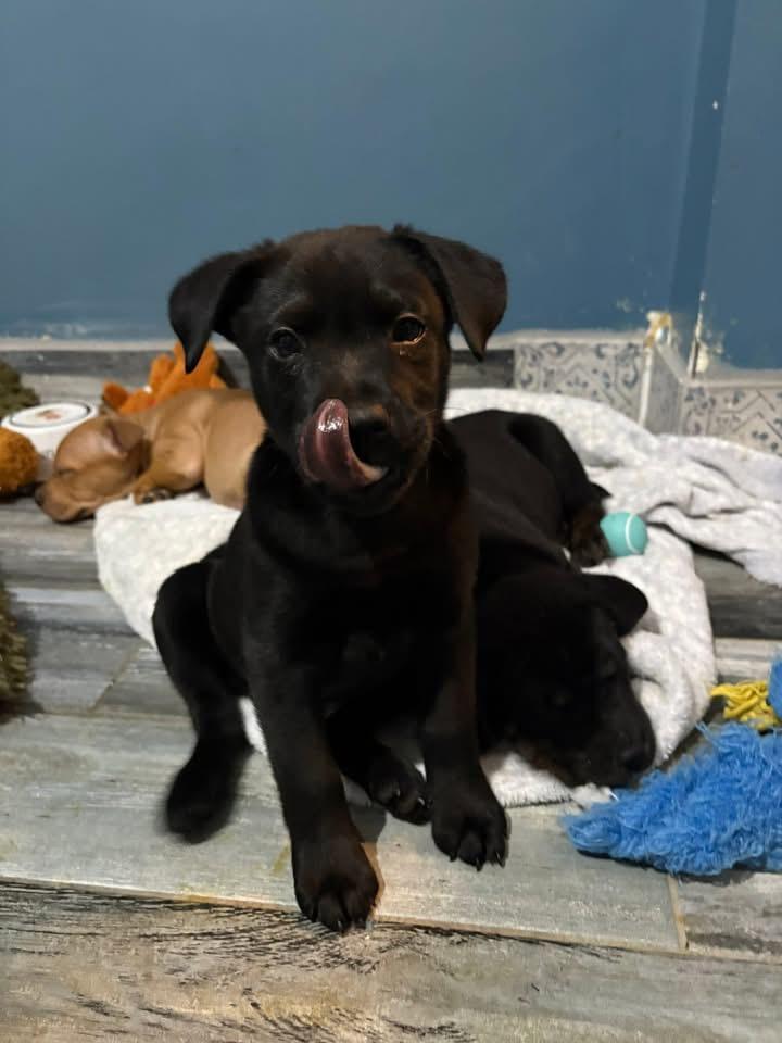 Pookie, Adoptable, Puppy Male Terrier.