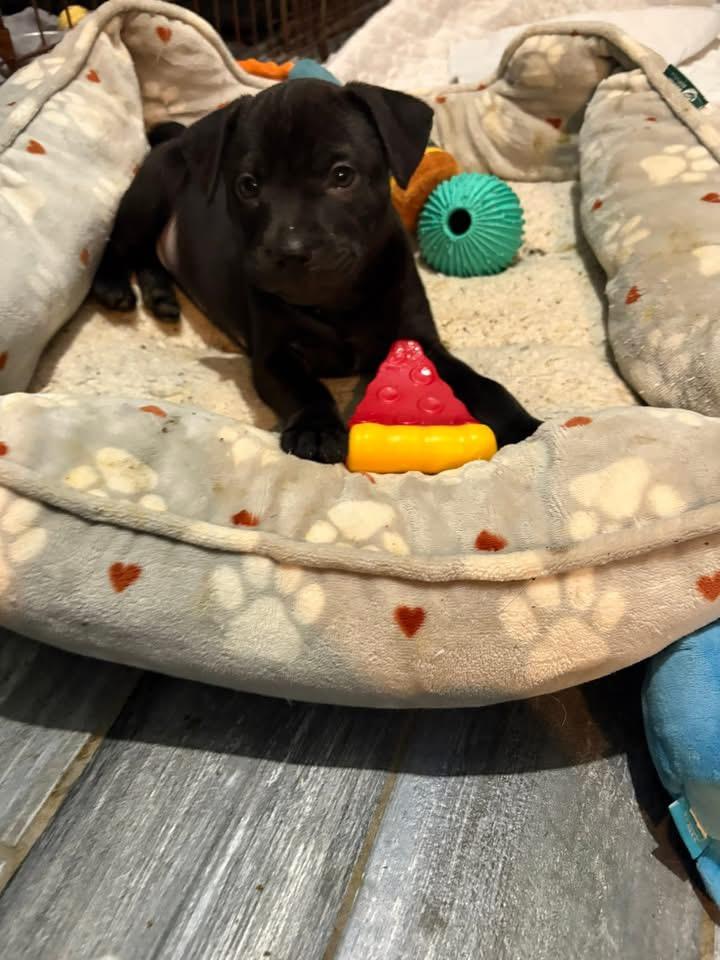 Enlarge Pookie, a Adoptable mixed breed in Berlin, NJ image 3/3