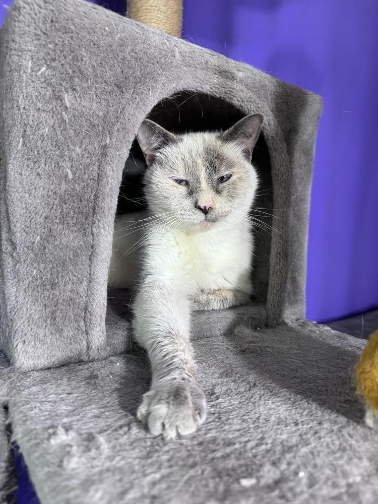 Daydream, a Adoptable mixed breed in Vienna , VA image 4/5