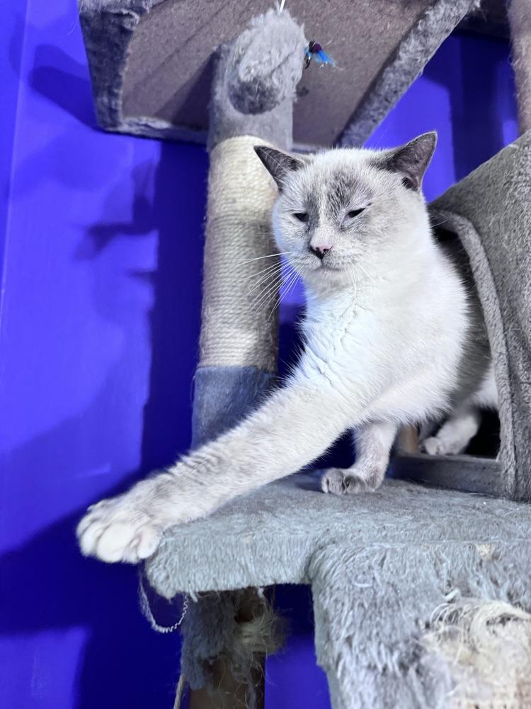 Daydream, a Adoptable mixed breed in Vienna , VA image 5/5