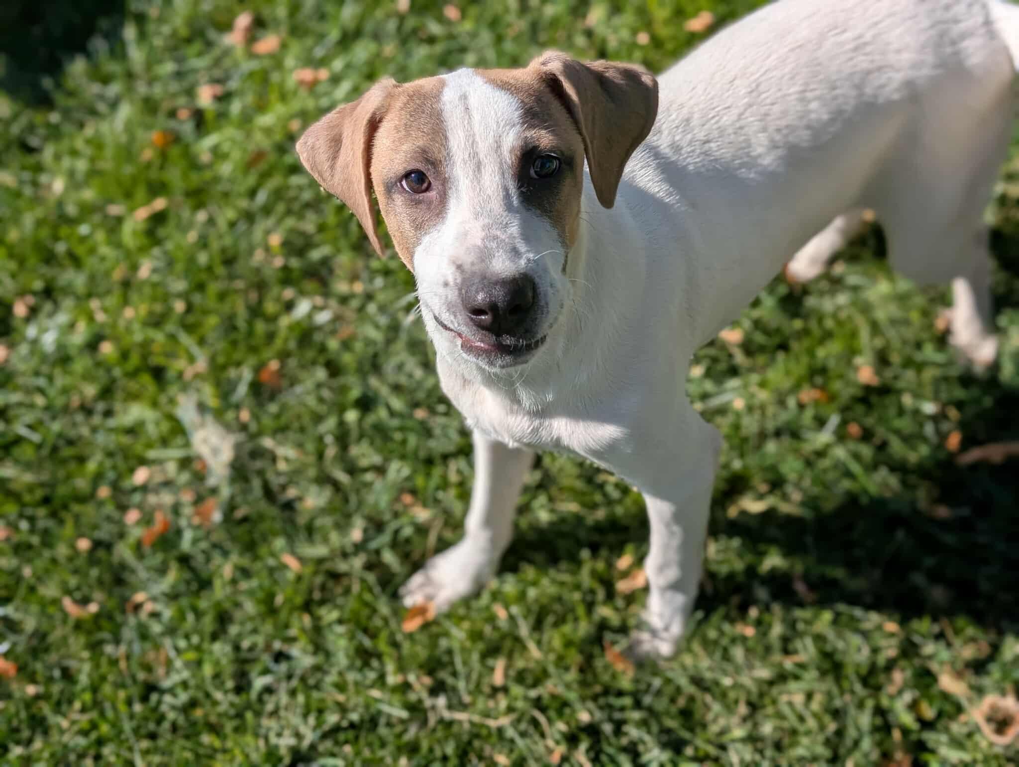 Val Kilmer, an adoptable Hound in Bend, OR, 97701 | Photo Image 1