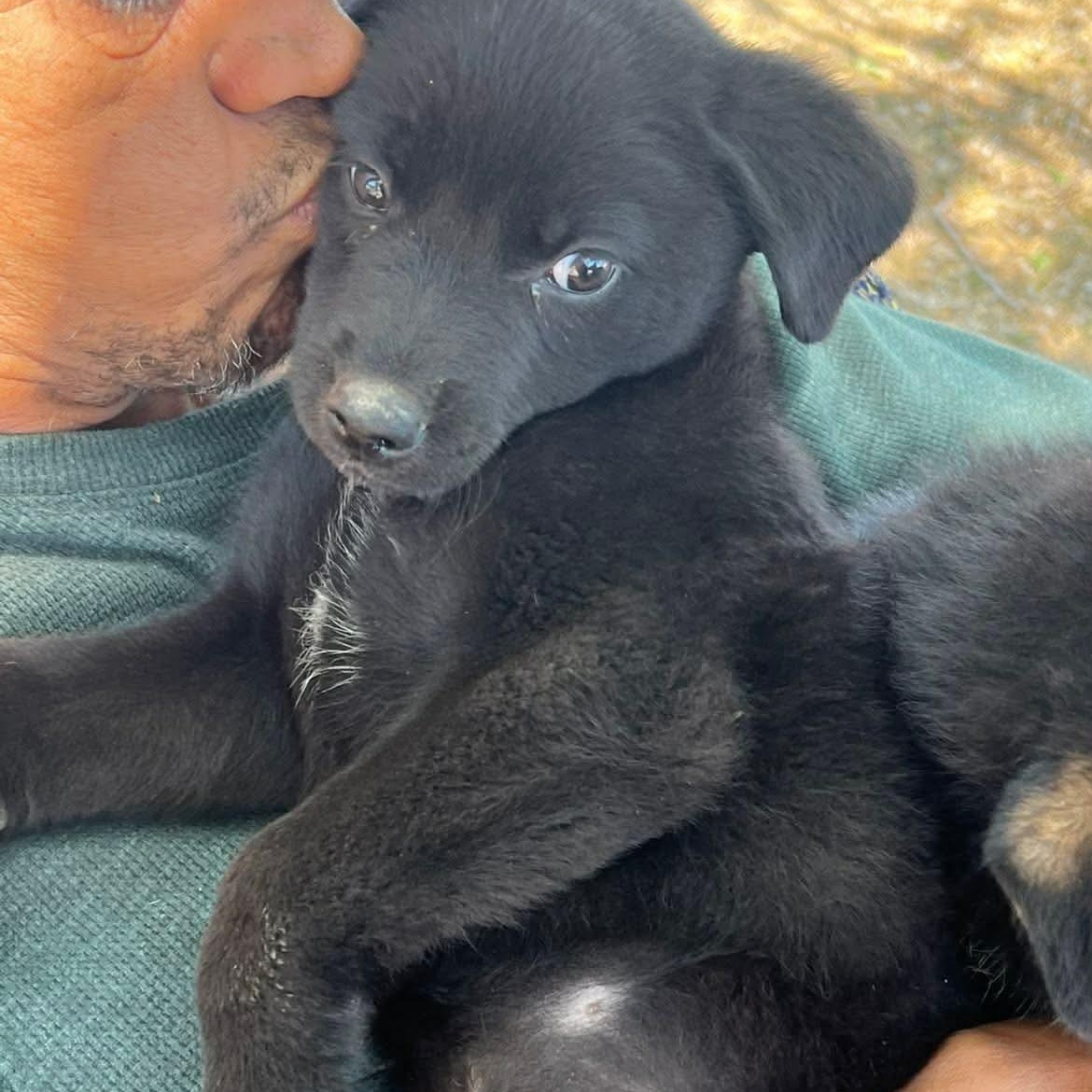 Enlarge Puck, an adopted mixed breed in PLAINFIELD, CT image 2/3