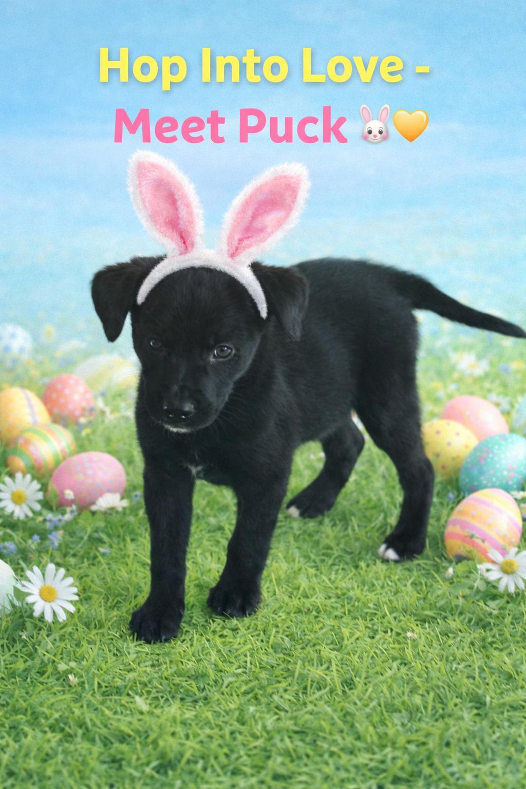 Puck, adopted, Puppy Male Black Labrador Retriever.