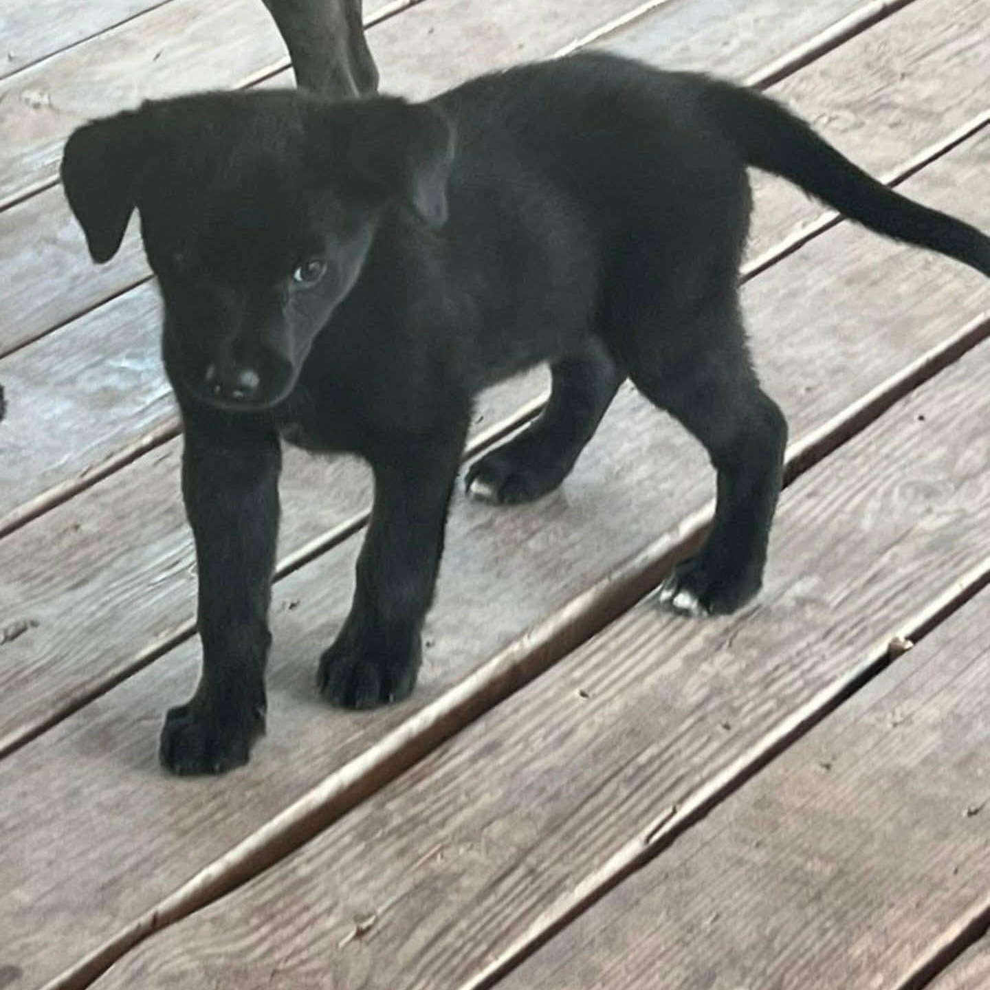 Enlarge Puck, an adopted mixed breed in PLAINFIELD, CT image 3/3