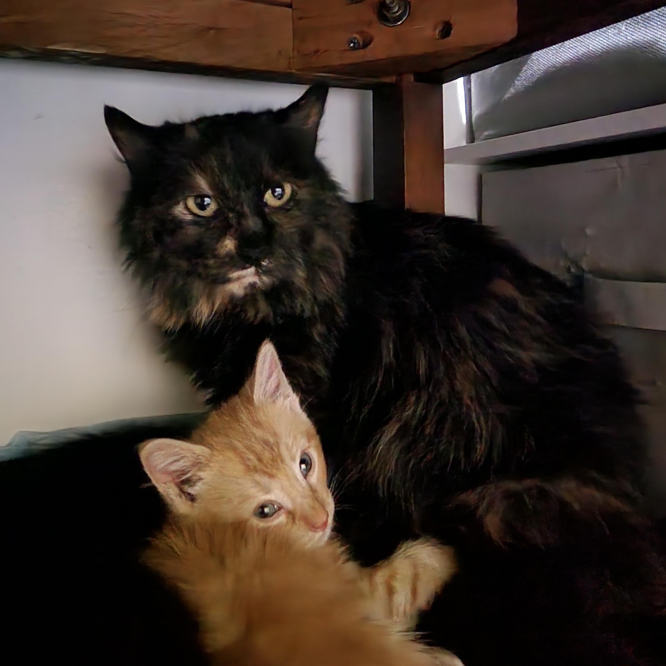 Fern, a Adoptable Domestic Long Hair in Lacona, NY image 2/4