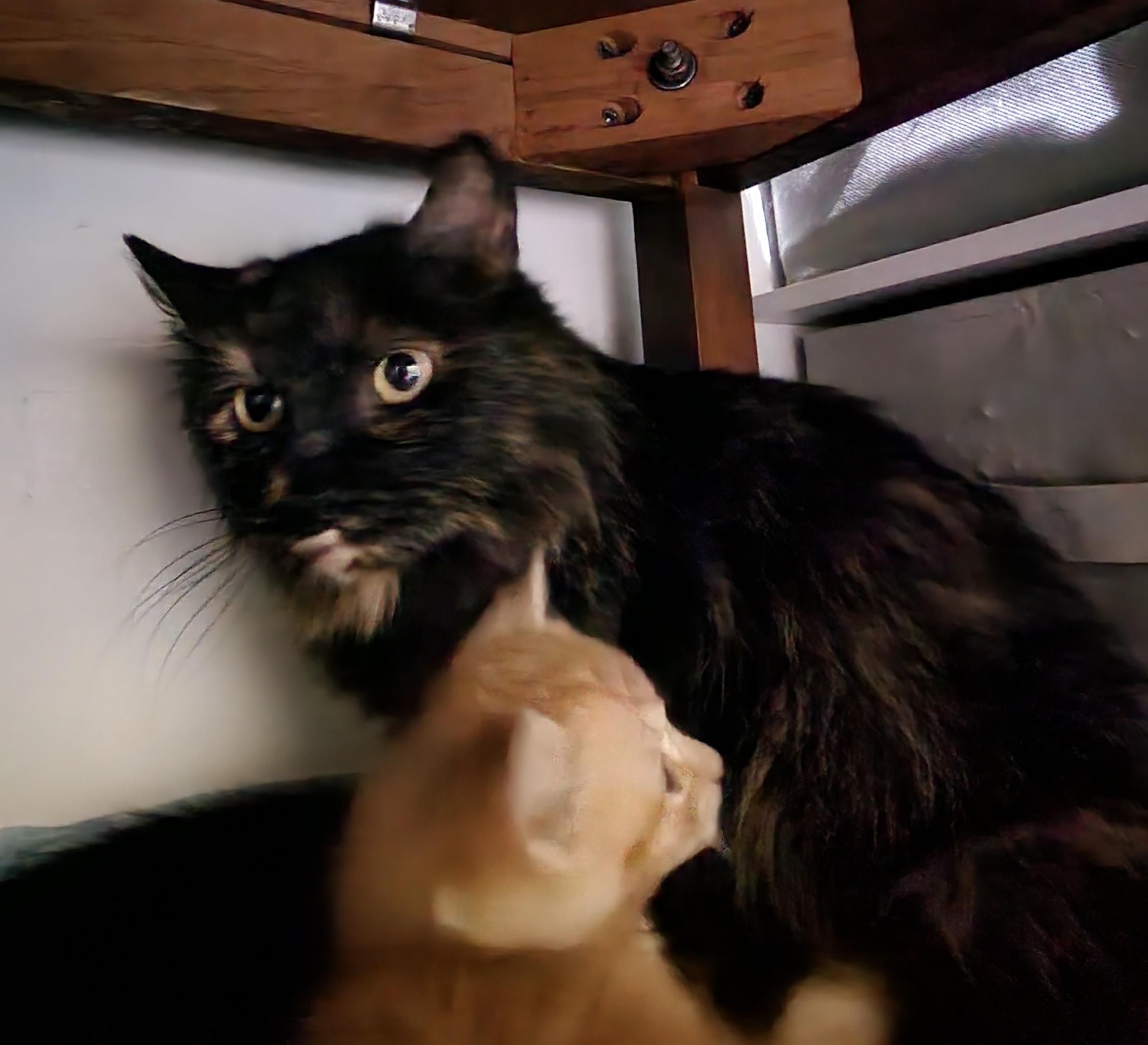 Fern, a Adoptable Domestic Long Hair in Lacona, NY image 4/4