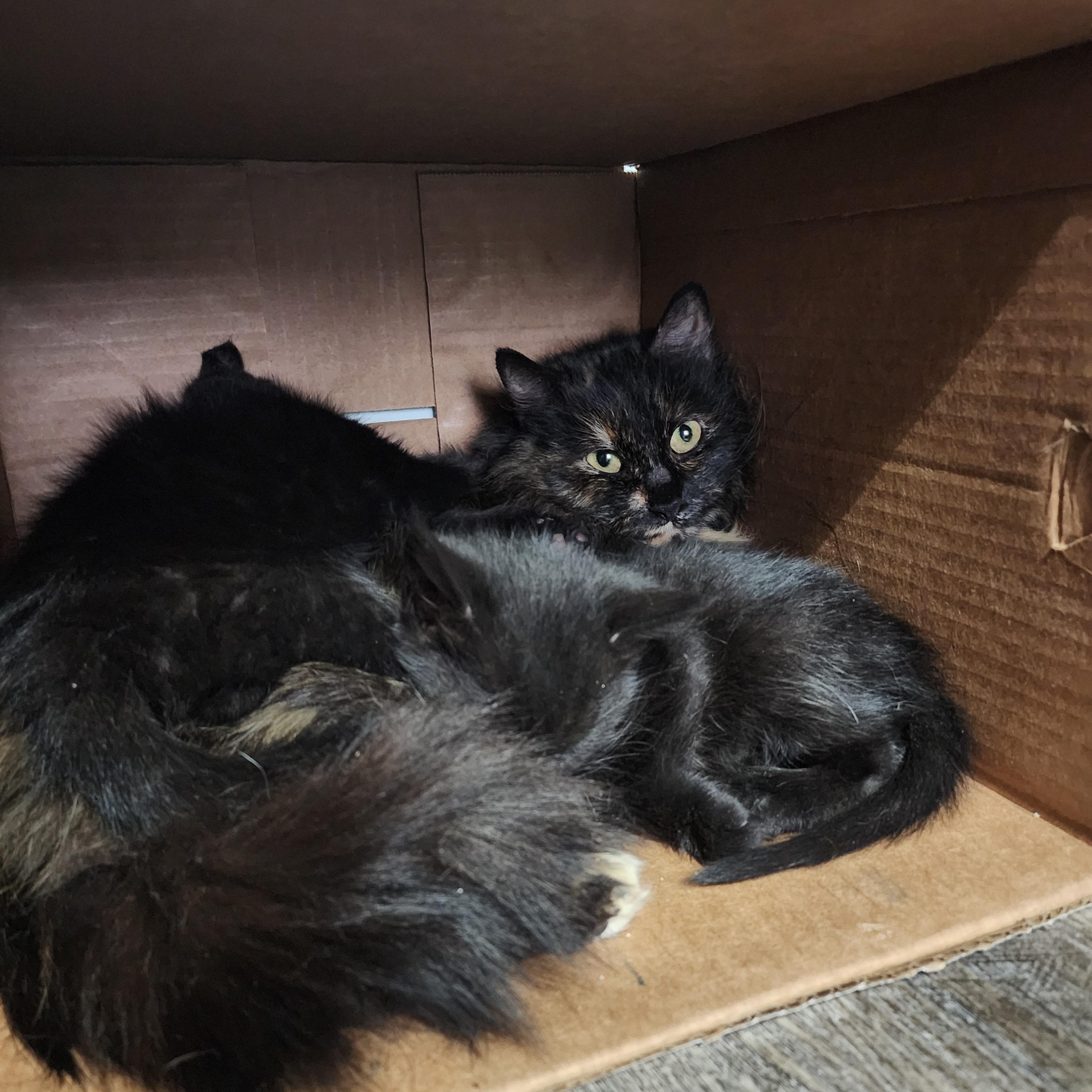 Fern, a Adoptable Domestic Long Hair in Lacona, NY image 1/4