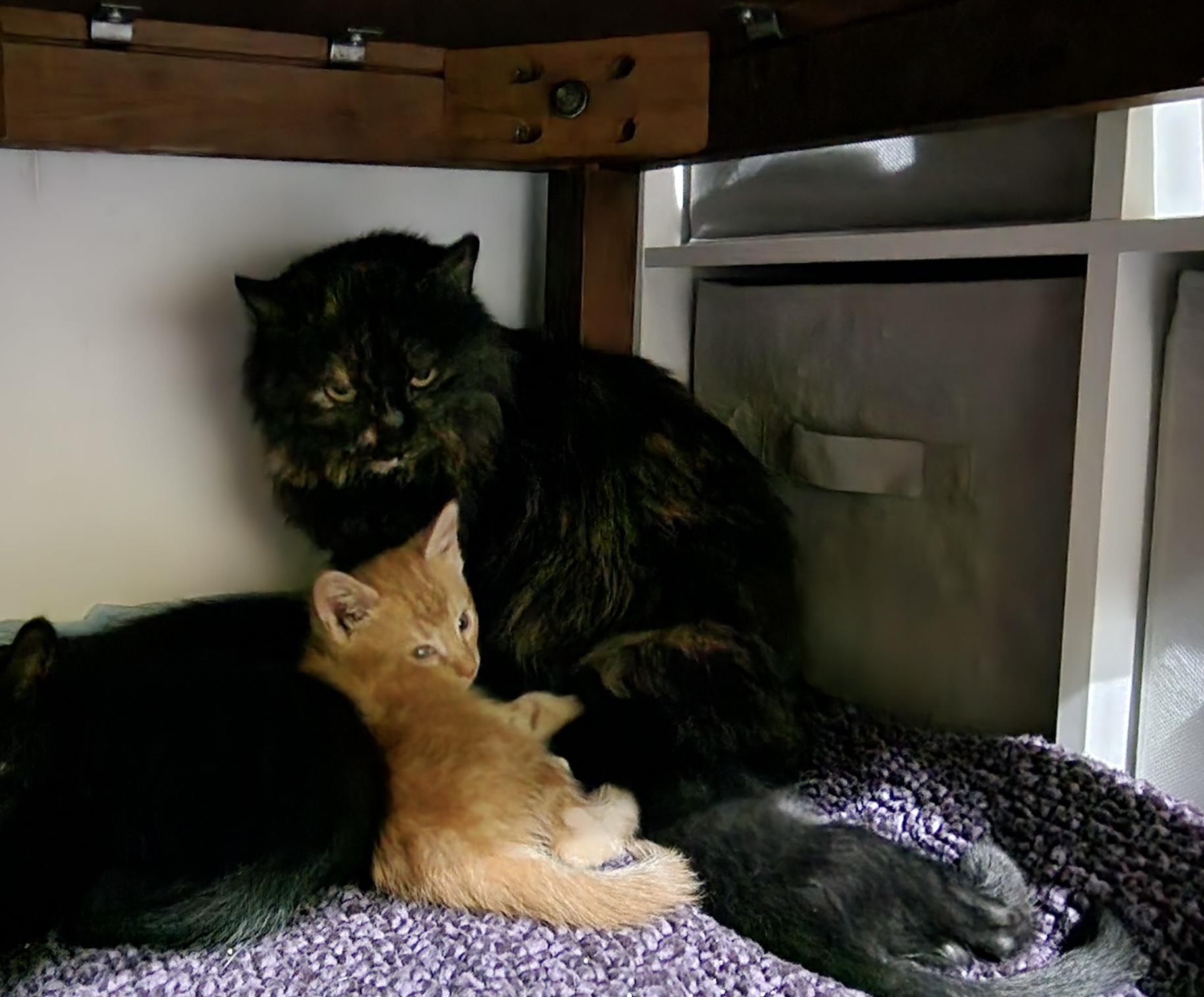 Fern, a Adoptable Domestic Long Hair in Lacona, NY image 3/4