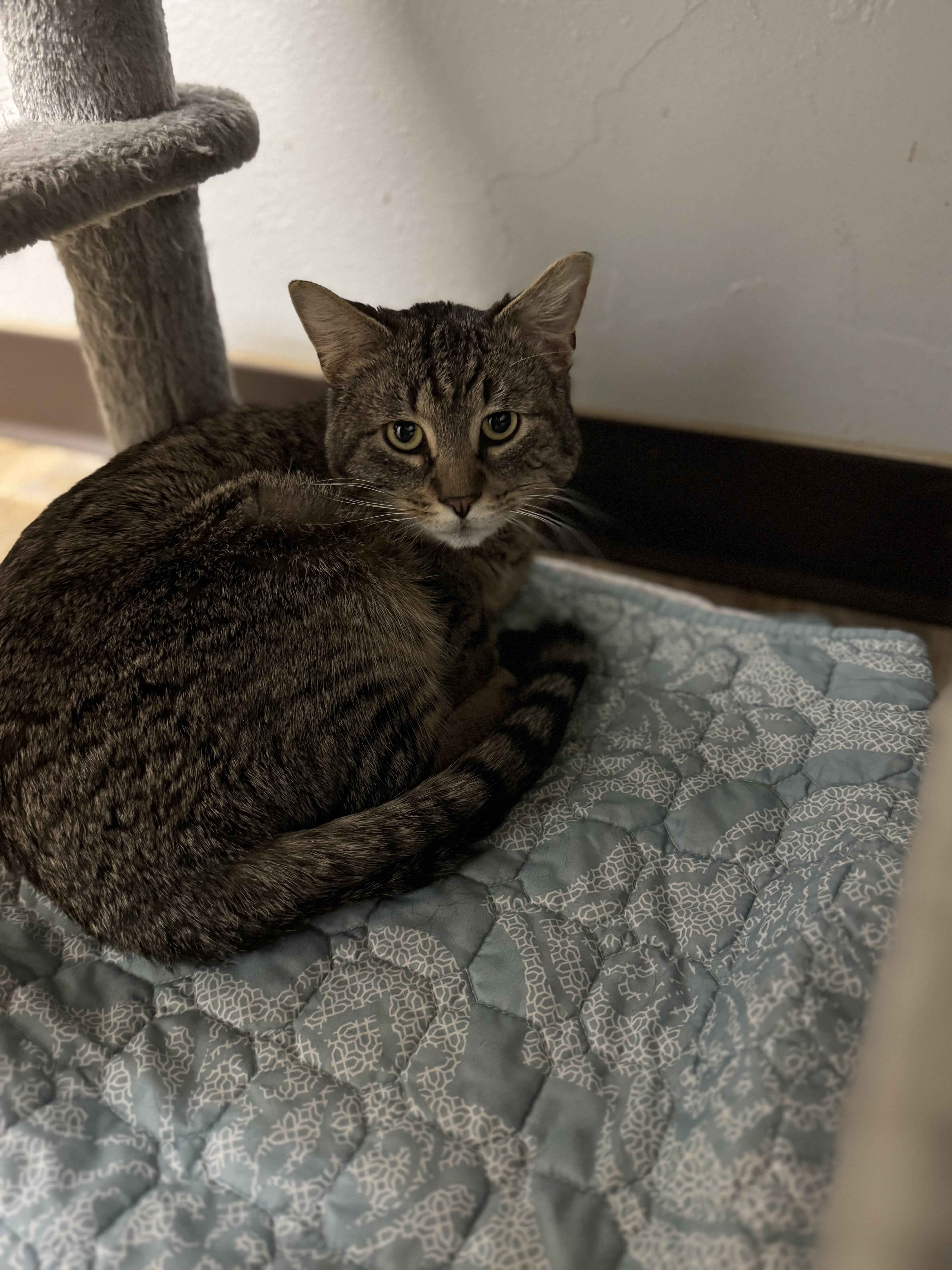 Pierre, a ADOPTABLE Domestic Short Hair in Dodgeville, WI image 1/2
