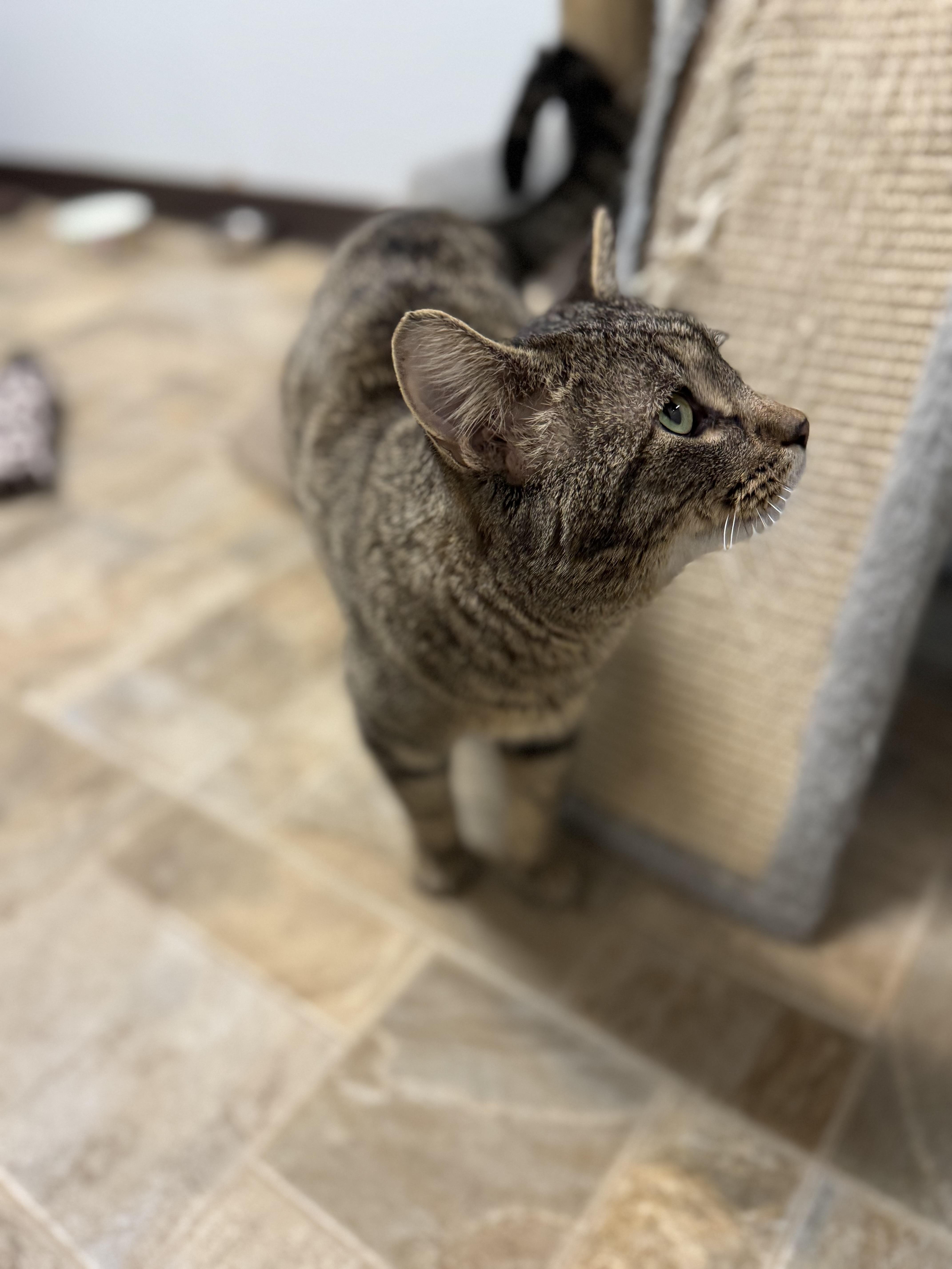 Pierre, a ADOPTABLE Domestic Short Hair in Dodgeville, WI image 2/2