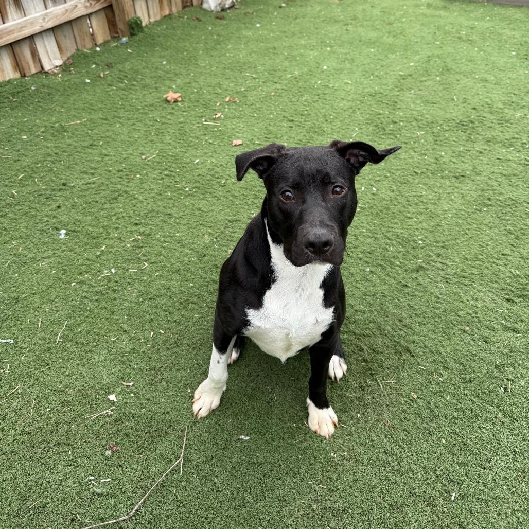 Enlarge Bari, a Adoptable mixed breed in St. Louis, MO image 1/6