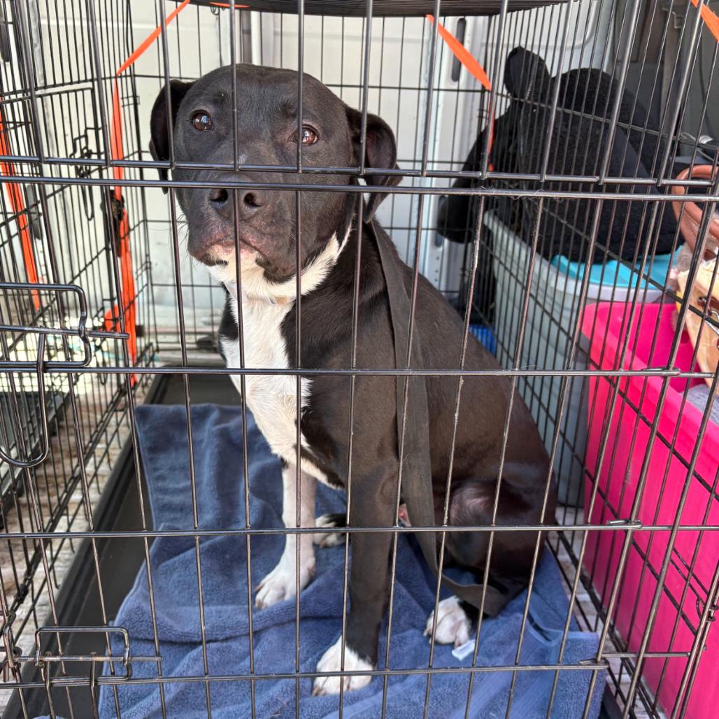 Enlarge Bari, a Adoptable mixed breed in St. Louis, MO image 2/6